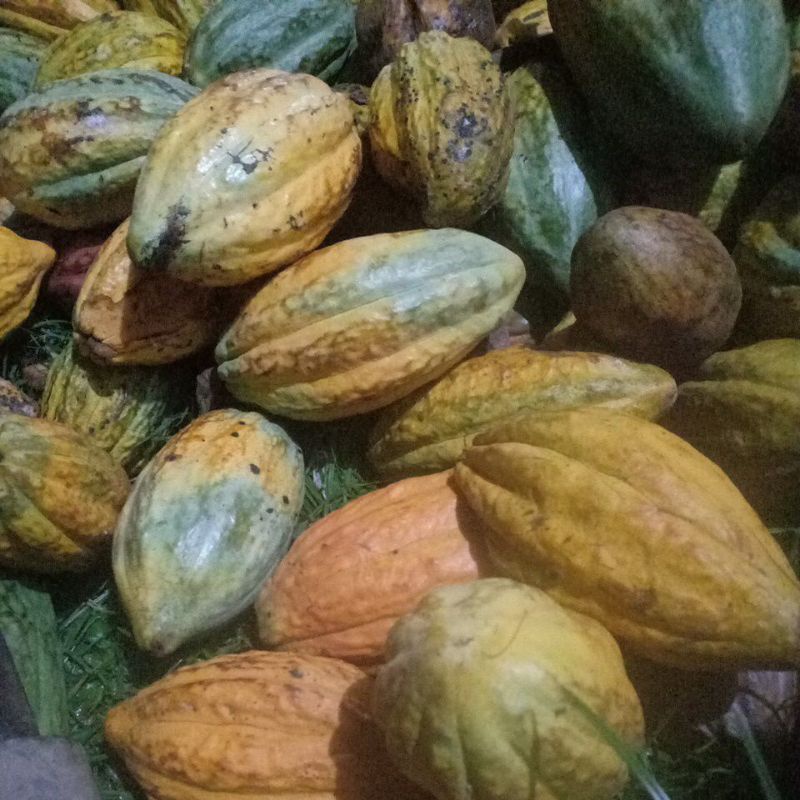 

buah coklat kakao