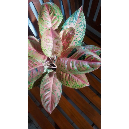 Aglonema Big Roy rimbun