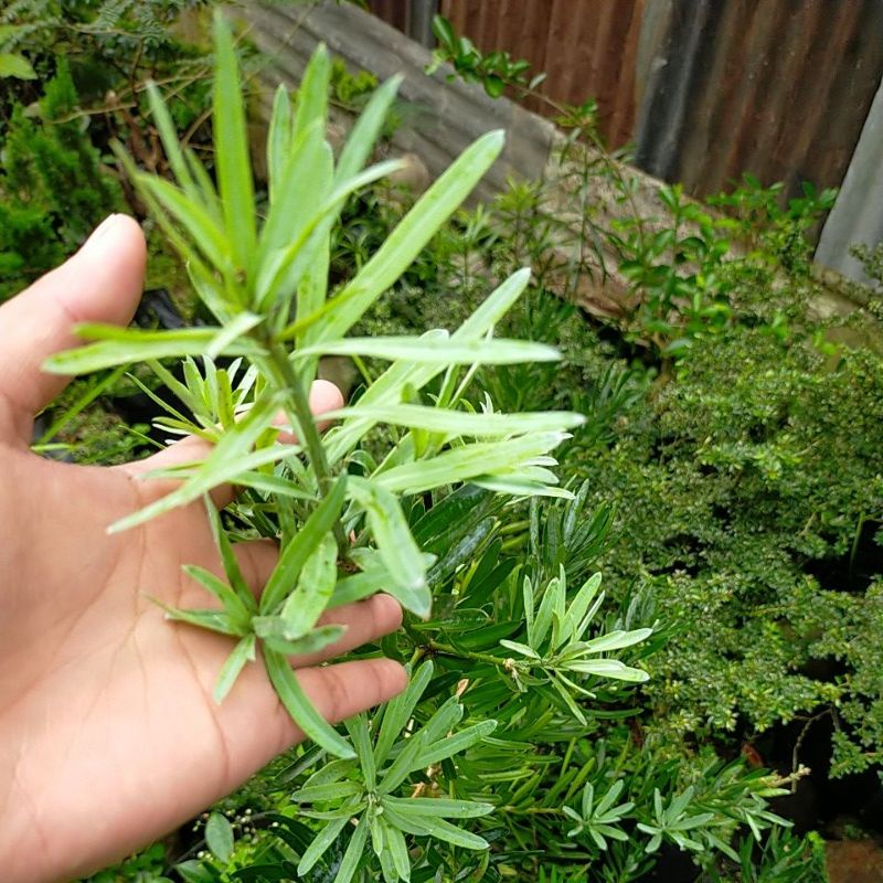 Entress Lohansung Blue Ice/ Lohansung Blue Cincuan/ Lohansung Pucuk Merah Import