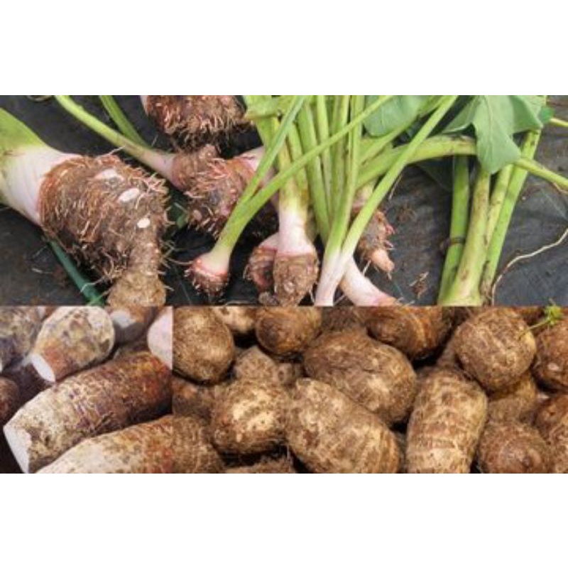 

ubi tales/talas pulen&empuk buat sayur 1kg