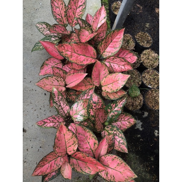 Aglaonema lady valentine