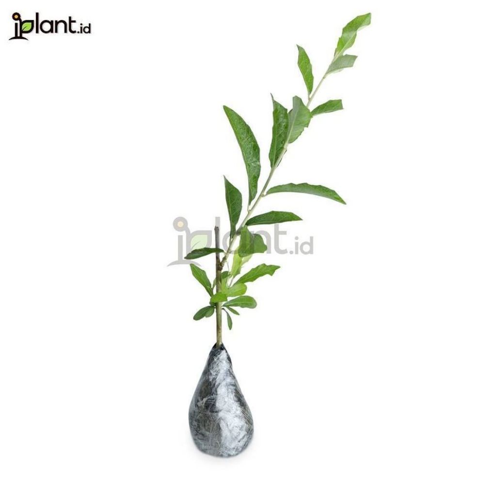 Tanaman menjuntai lee kwan yew / tanaman rambat lekwanyu / lee kwan yew