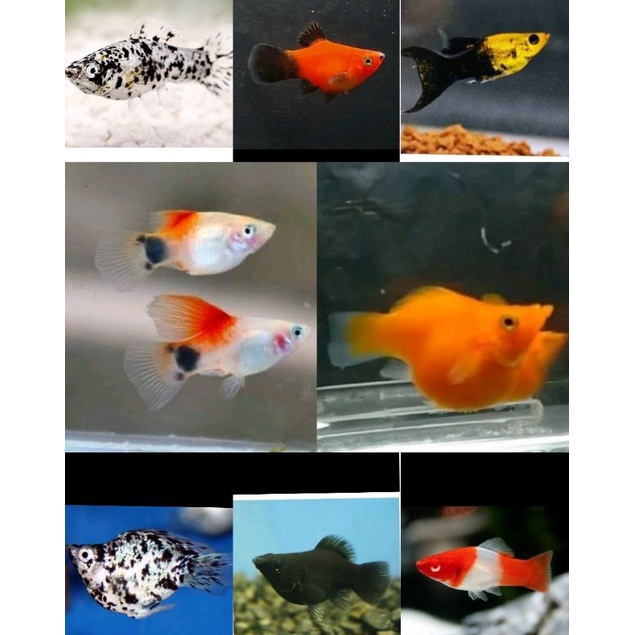 Hiasan Akuarium/Molly/PlatyFish