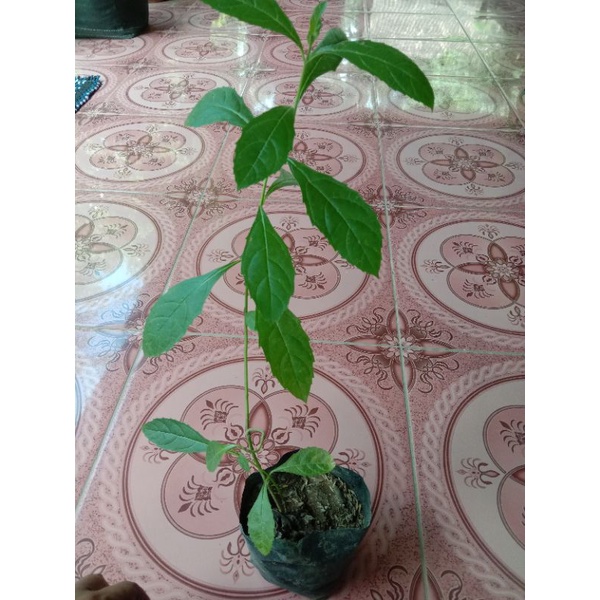 Tanaman srigunggu untuk gurah