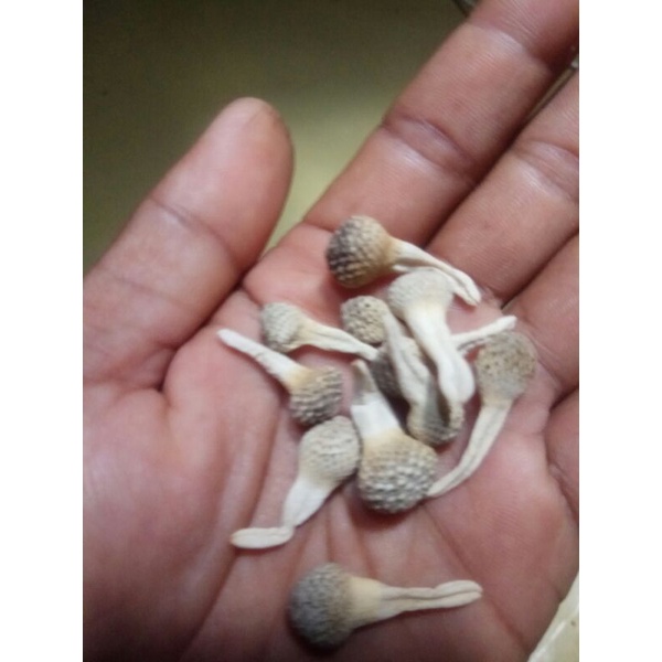 Mpot ayam putih asli.