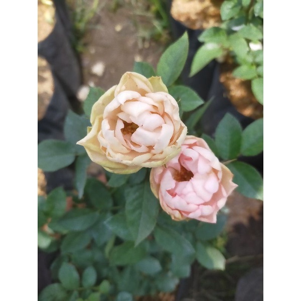 indukan mawar import carmingpiano