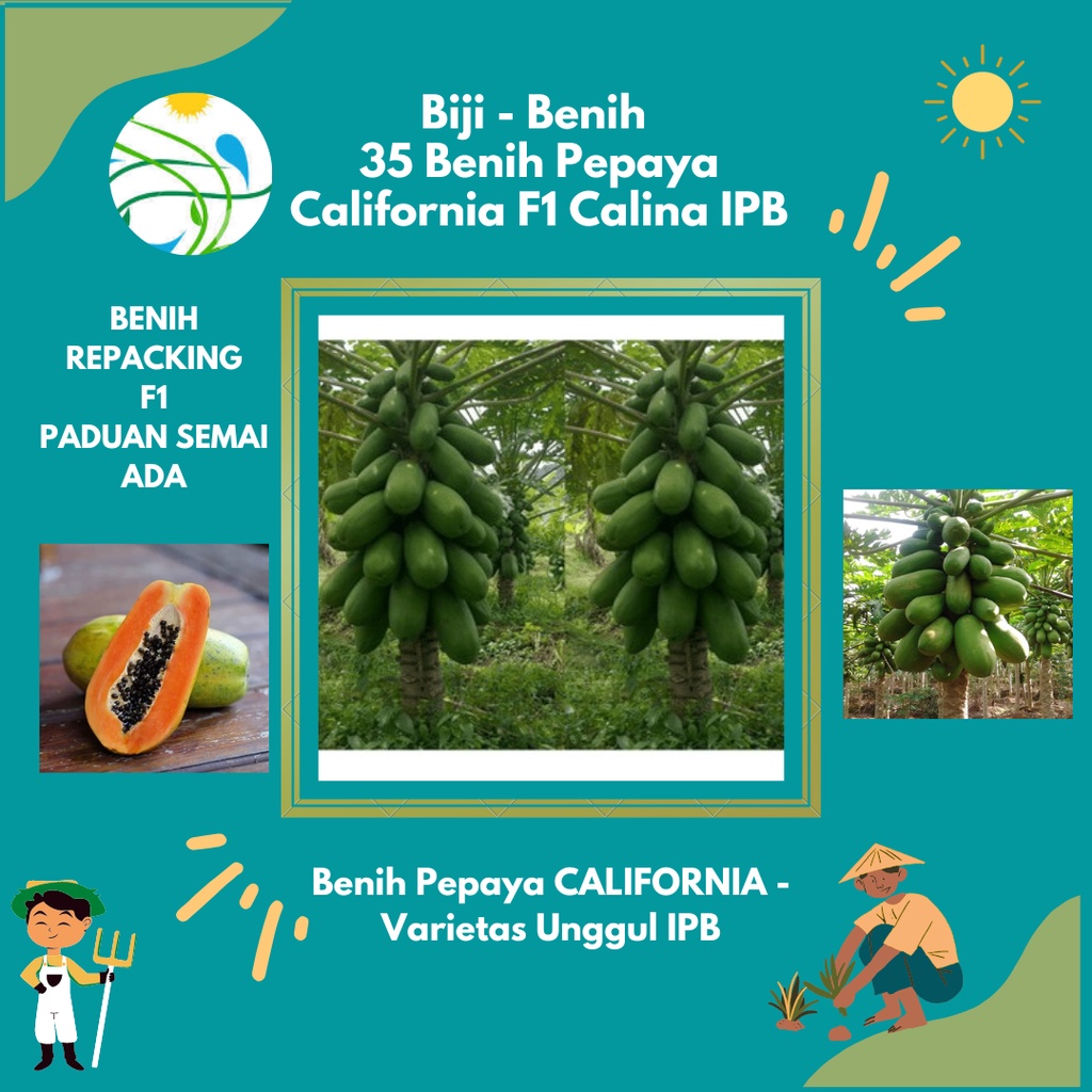 ISI PAKET : 15 Benih Pepaya California F1 Calina IPB - Bibit Buah Kalifornia Unggul Berkualitas -RSB