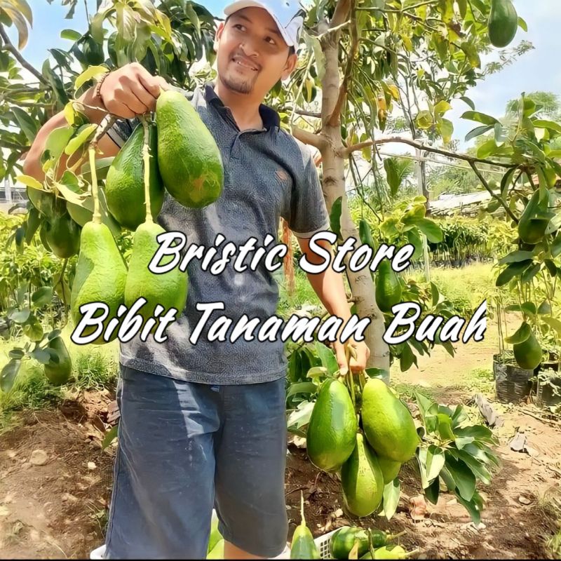 Bibit Alpukat Tanpa Biji Filipin Unggul