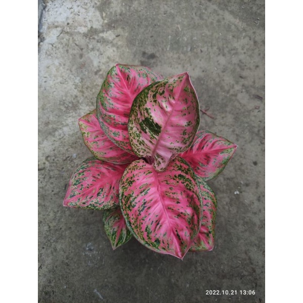 aglaonema Wulandari