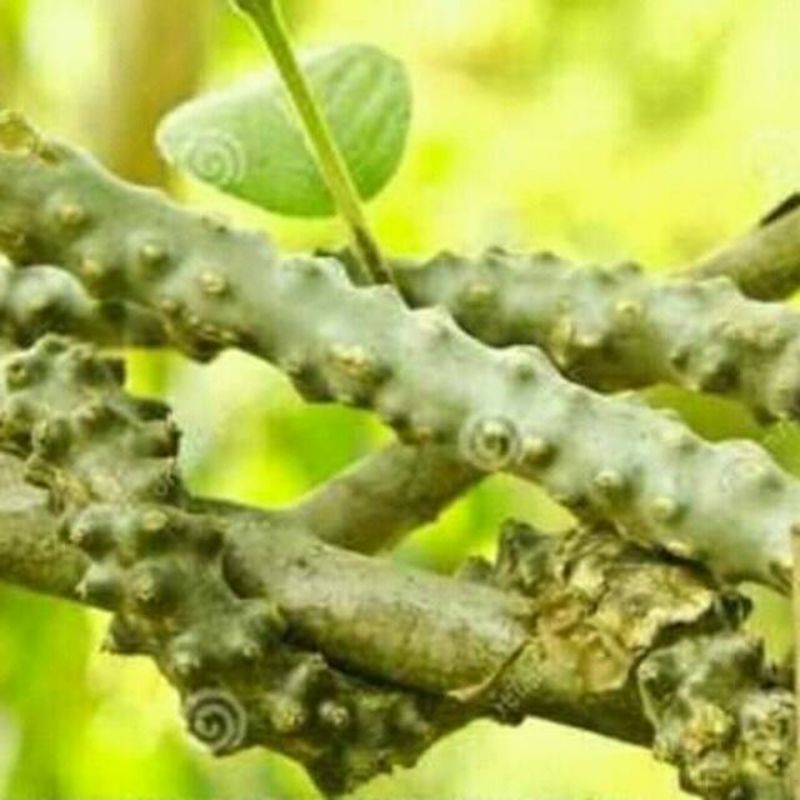 

Promo 250 gram batrawali / brotowali fresh sapih asi