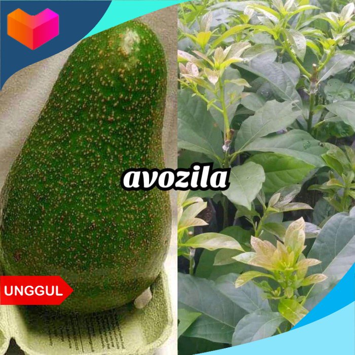 Readyy bibit alpukat avozilla import king