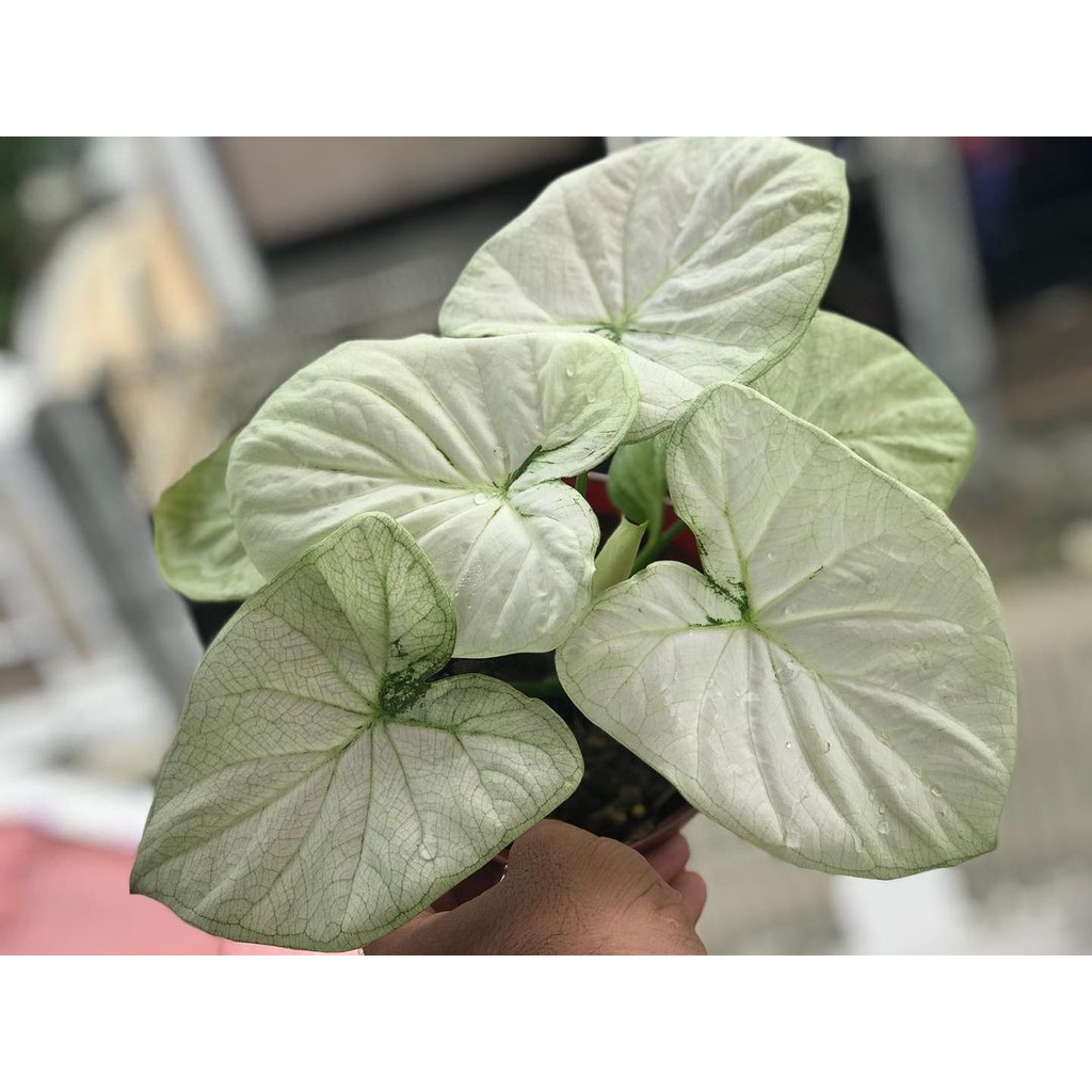Caladium Keladi White Cobra  Real Pic