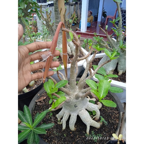 fresh seed/biji adenium godji