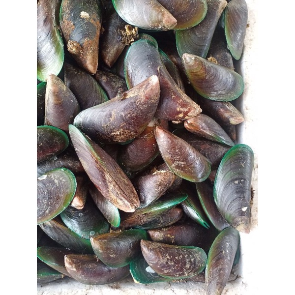 

Kerang Hijau Besar Mentah 1 Kg Fresh.