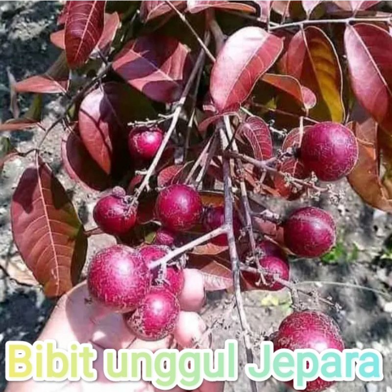 BIBIT KELENGKENG MERAH SUDAH BERBUAH