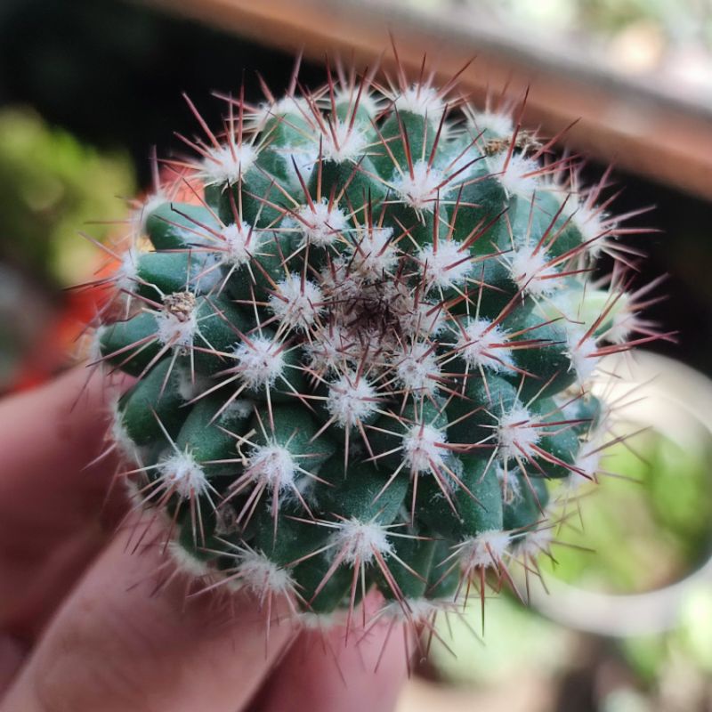 Kaktus Mammillaria Mammillaris ownroot