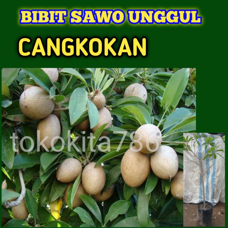 Bibit pohon buah sawo lokal cangkokan