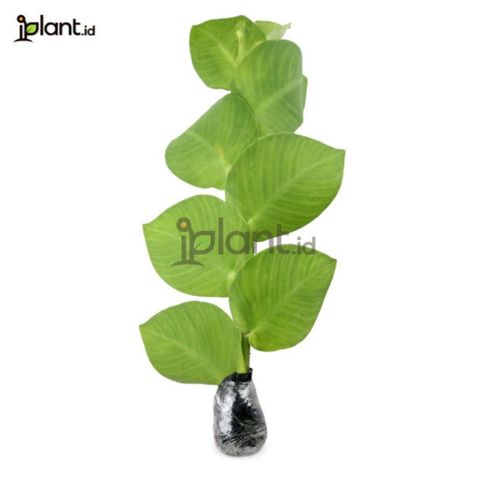 Tanaman rambat climbing dolar / tanaman dolar rambat / tanaman rambat