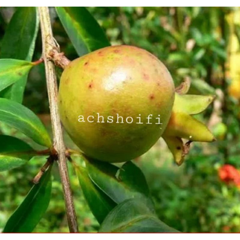 

buah delima putih 1 kg