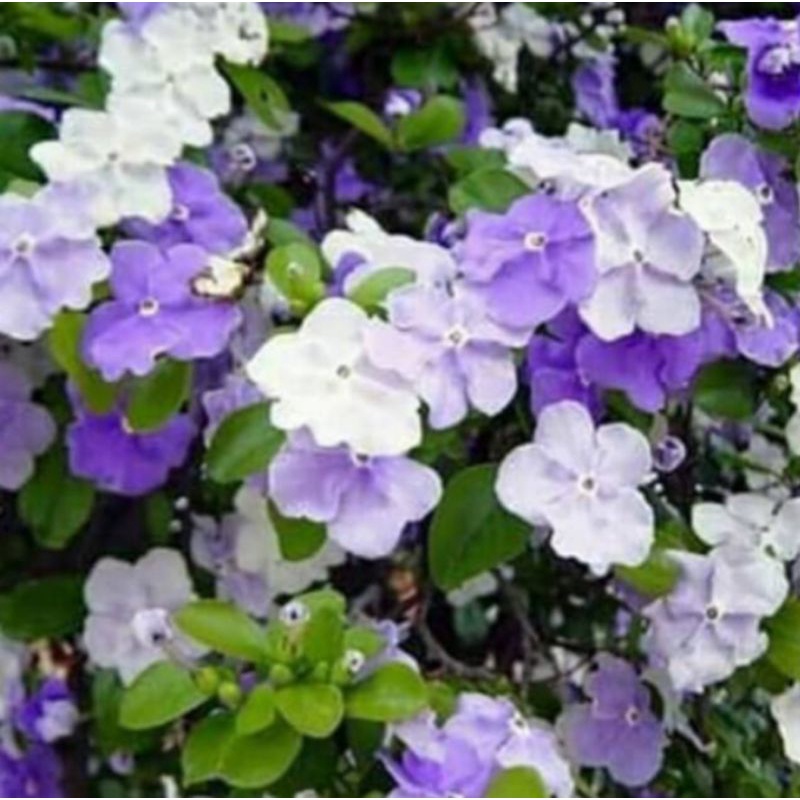 tanaman hias melati Costa/bunga melati Costa