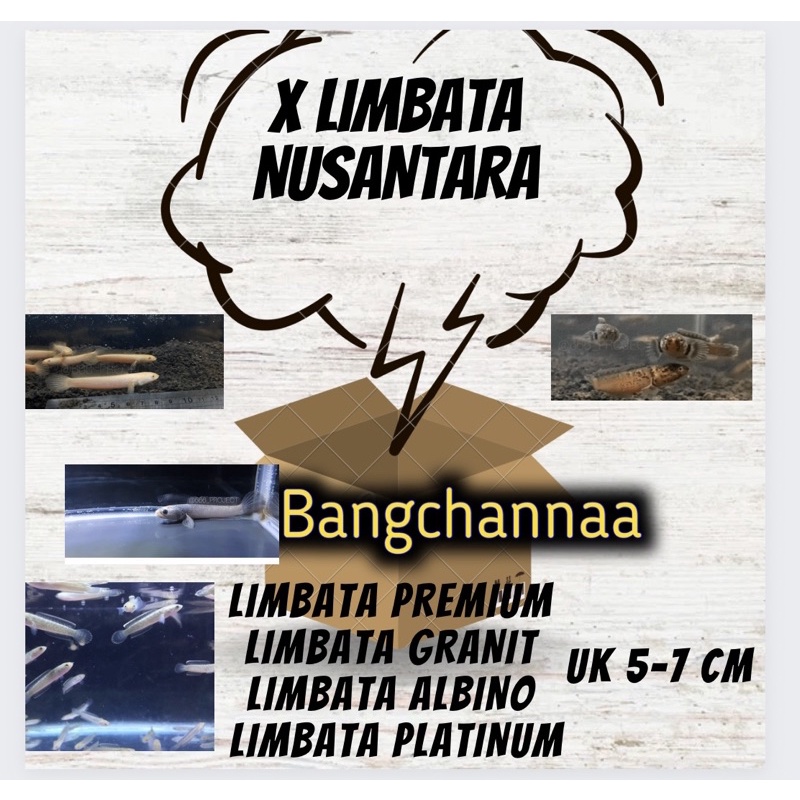 LIMBATA NUSANTARA (GRANIT, ALBINO, PLATINUM, PREMIUM)