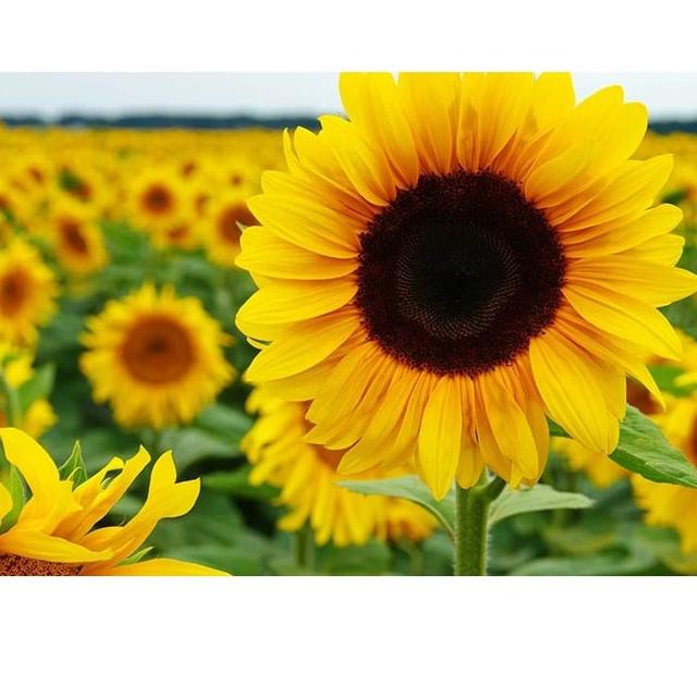 Fresh--Bibit Benih Biji Bunga Matahari Black Hole Sun Flower Bibit Unggul