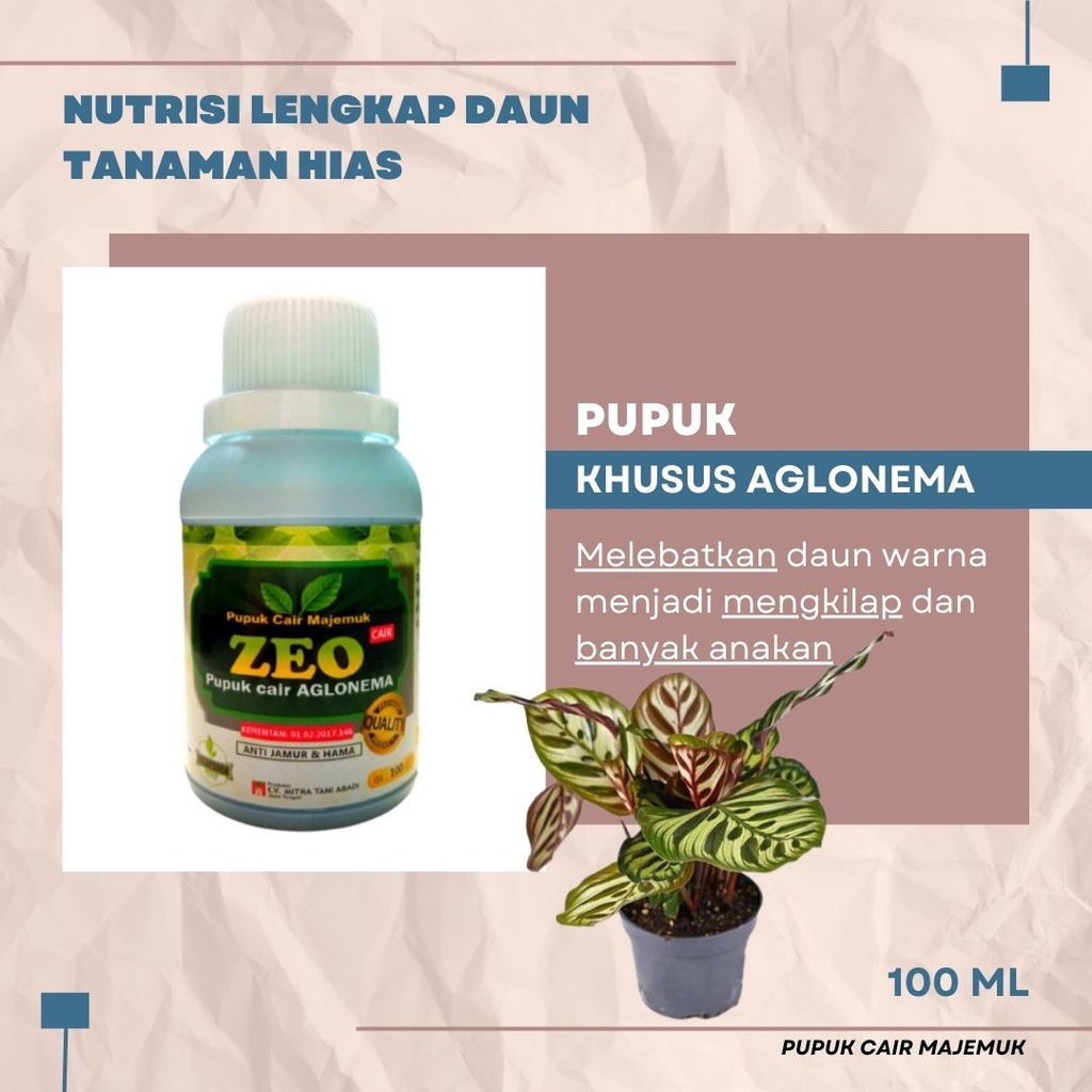 Pupuk Aglonema Penggemuk dan Penumbuh Tunas Aglonema, Pupuk Cair Untuk Aglonema Aglaonema