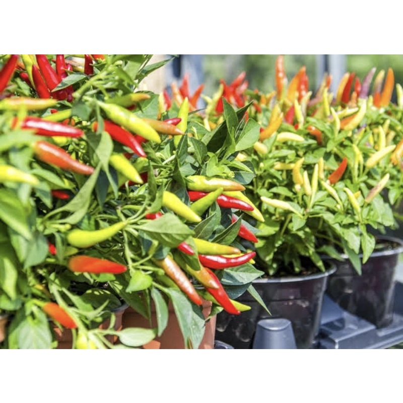 Bibit Tanaman Cabai Cabe rawit super genjah cepat berbuah