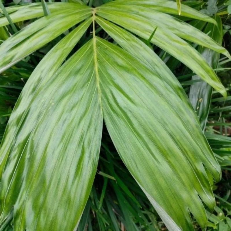 DAUN SALAK SEGAR OBAT WASIR 100 GRAM