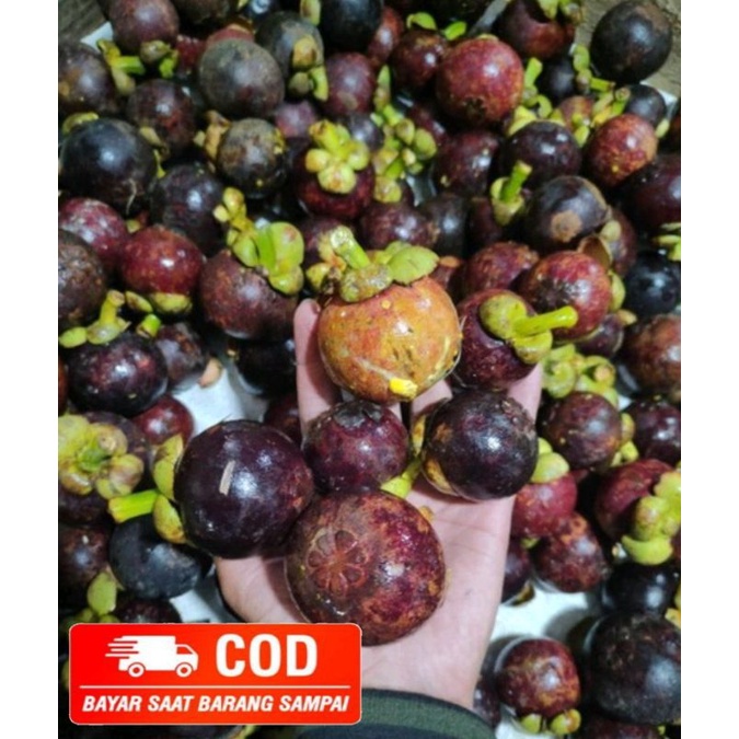 

Buah Manggis 1kg TERMURAH