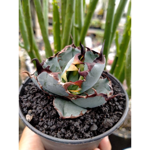 Tanaman AGAVE Blue Ball Black and Blue Prospek