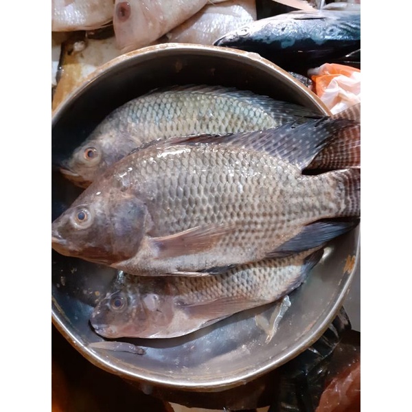 Ikan Mujair Nila Merah