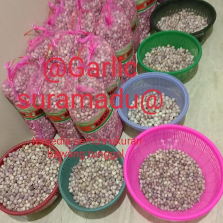 

HARGA MURAH Bawang putih tunggal kecil 1kg impor murah ❄ 876