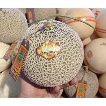 

Melon Kimoji Manis Hydroponik 1 Pcs -+ 1,5 Kg