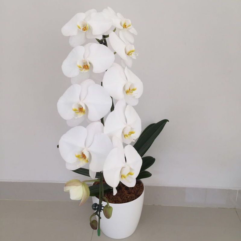 Anggrek Bulan Pasca Bunga