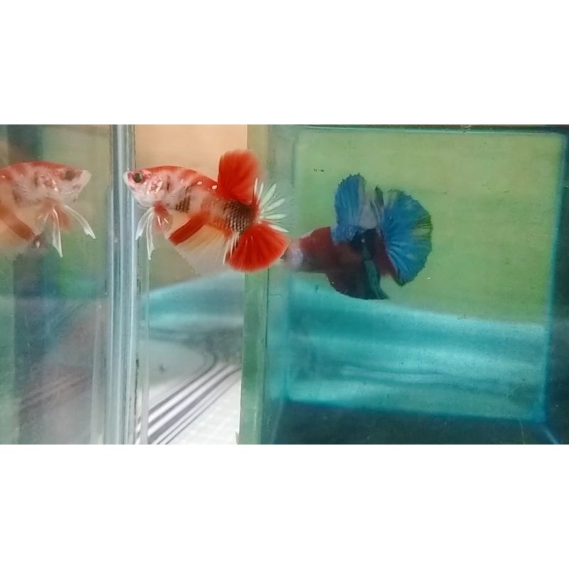 Cupang Hmpk koi ( lelang )