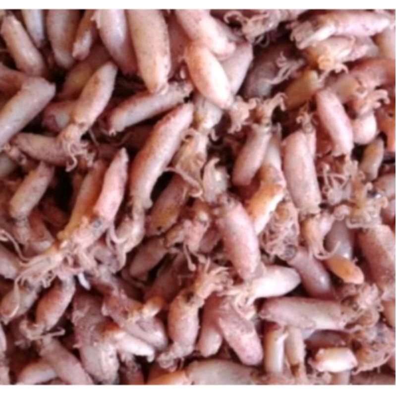 

Cumi asin 1000 gram / 1 kg