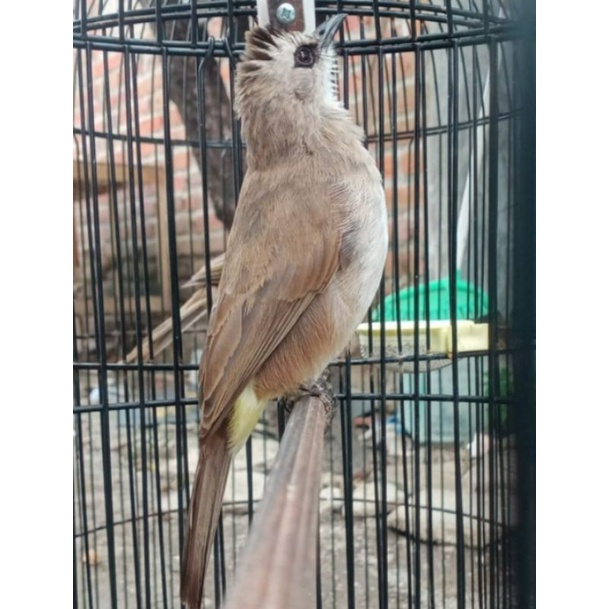 burung trucuk kebo asli jawa timur cakep