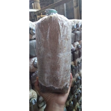 

baglog jamur tiram putih