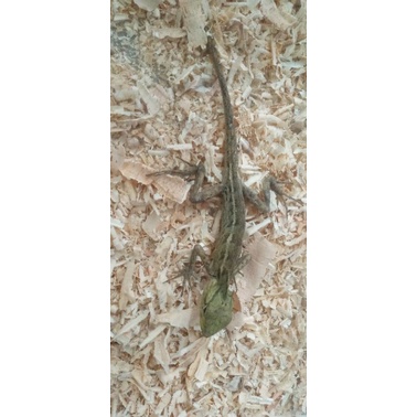 Bunglon Taman / Calotes