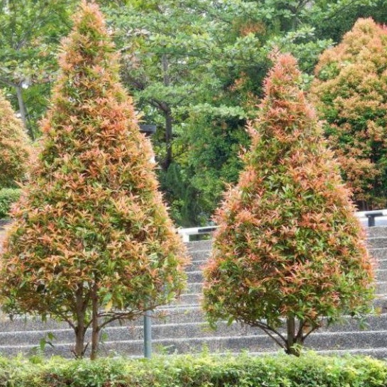 Tanaman pohon Daun Pucuk Merah - Pucuk Merah 20/50 Cm