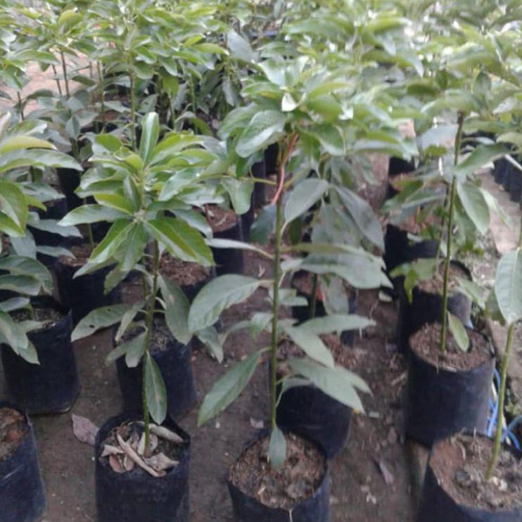 Garansi Pembayaran Bibit alpukat Aligator super / bibit alpukat aligator jumbo