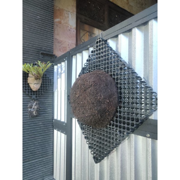 media tanam / mounting platycerium besar