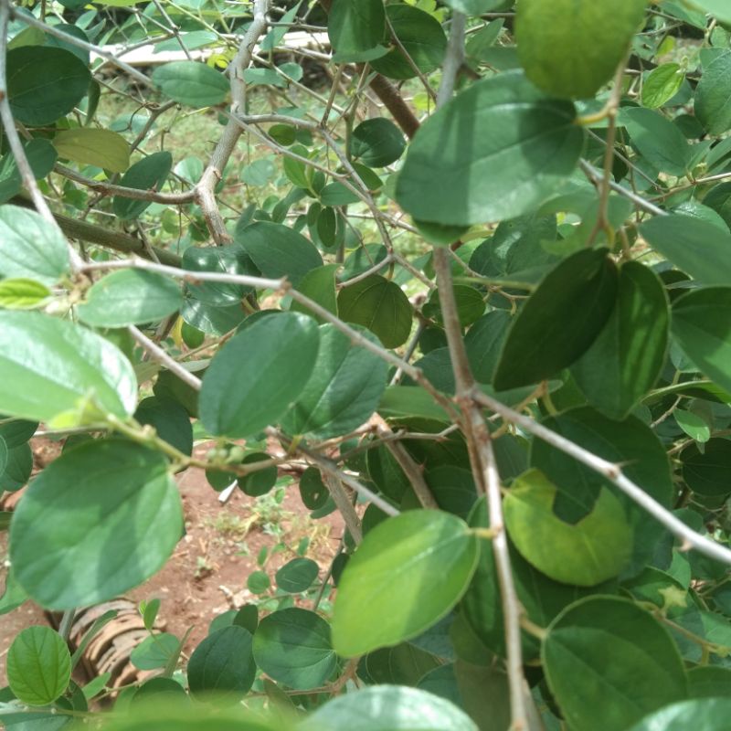 

DAUN BIDARA SEGAR LANGSUNG PETIK DARI POHONNYA