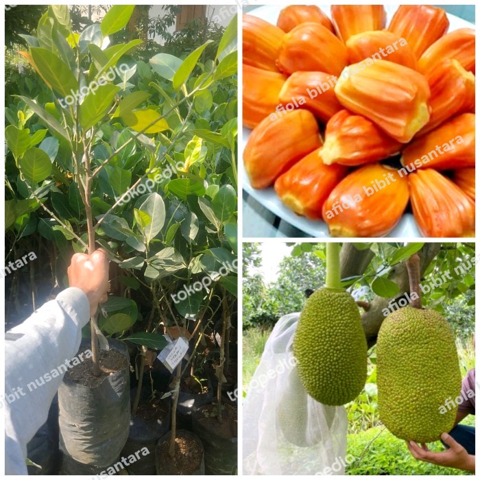 bibit nangka merah Thailand super asli