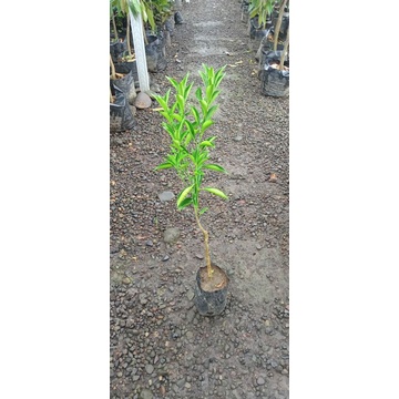 bibit santang madu asli banyuwangi