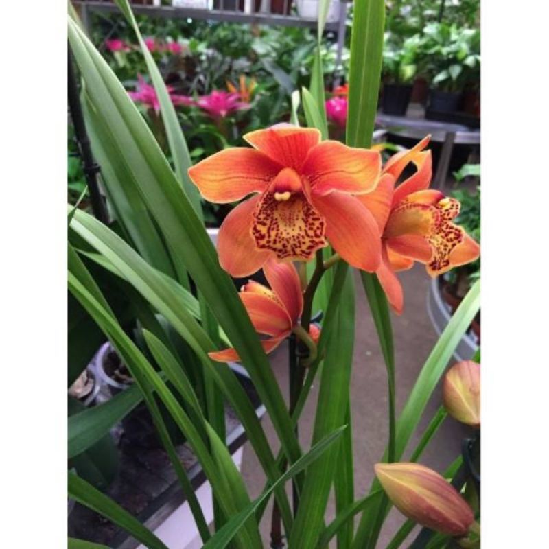 Anggrek Cymbidium Orange Totol - Bunga Anggrek Cymbidium- Bunga hidup- Tanaman Hias hidup Anggrek Cy