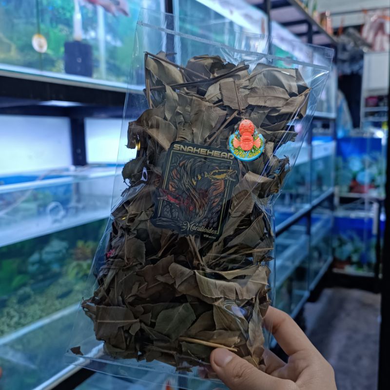 Kelakai Kering ORIGINAL 20gram Treatment Channa Cabung Warna Menurunkan pH Air Anti Stress Meningkat