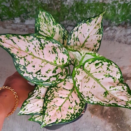 Aglonema Dud Cream Dewasa Rimbun / Aglo Dud Cream