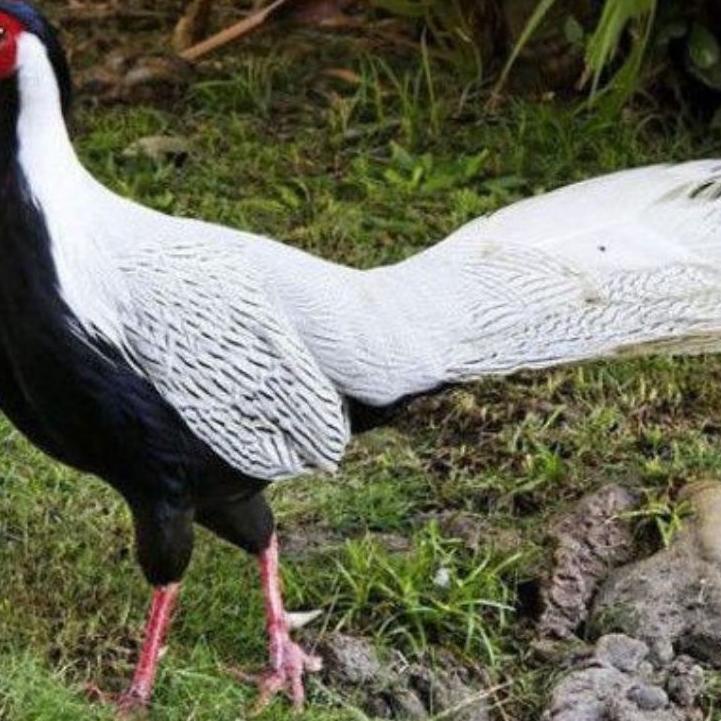 

New Stock--telur ayam hias silver Pheasant untuk ditetaskan